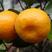 红桔种子红橘种子柑橘种子嫁接砧木种子提供播种育苗技术量多
