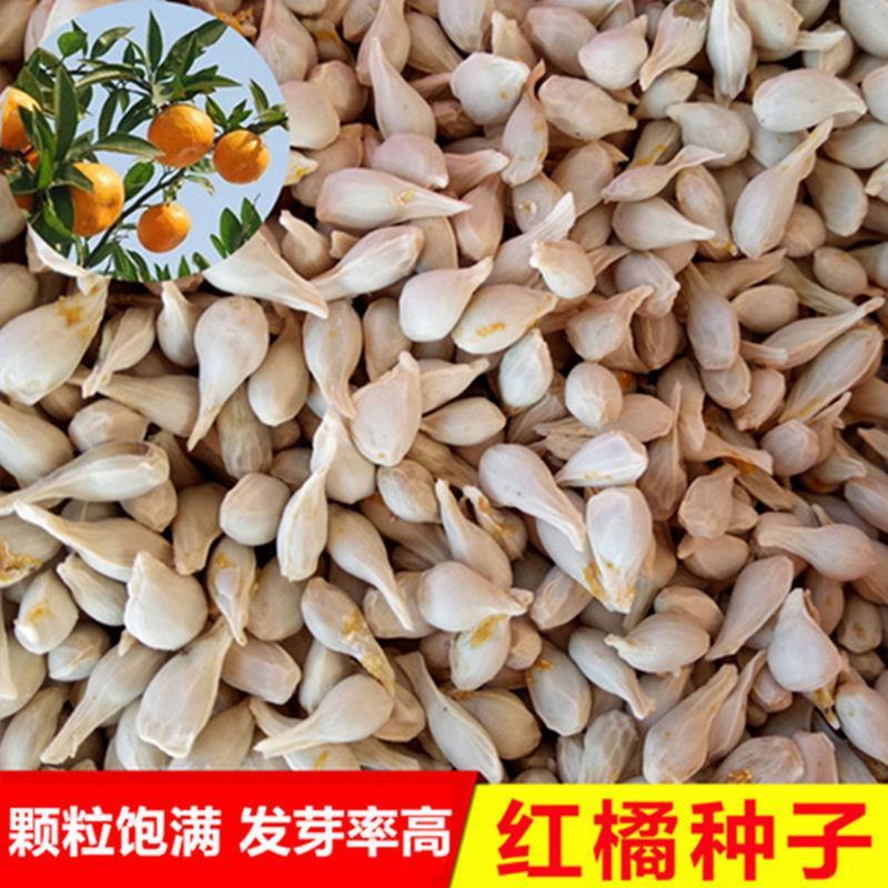 红桔种子红橘种子柑橘种子嫁接砧木种子提供播种育苗技术量多