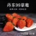 正宗的丹东久久草莓【锦洋蔬果合作社】只做精品草莓