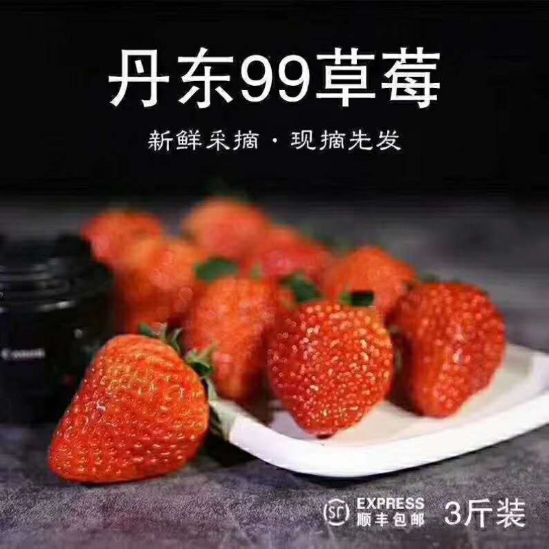 正宗的丹东久久草莓【锦洋蔬果合作社】只做精品草莓