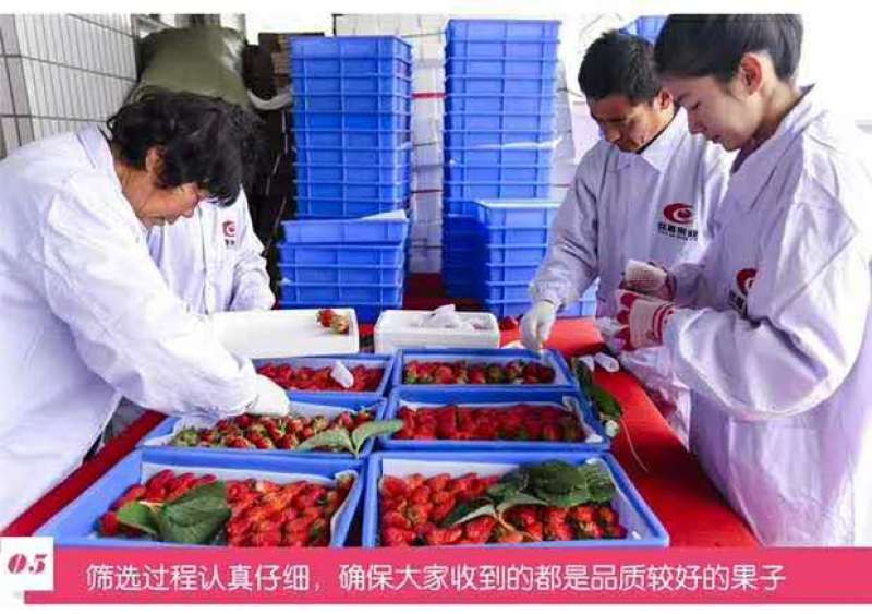 正宗的丹东久久草莓【锦洋蔬果合作社】只做精品草莓