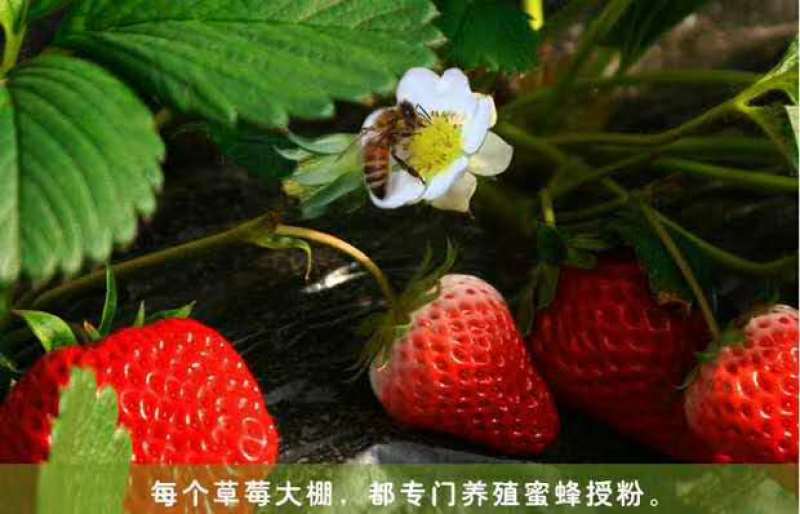 正宗的丹东久久草莓【锦洋蔬果合作社】只做精品草莓