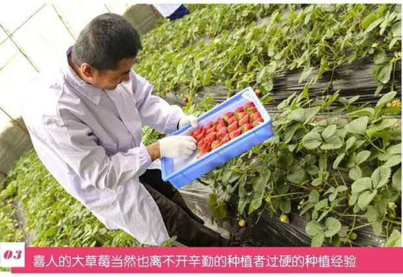 正宗的丹东久久草莓【锦洋蔬果合作社】只做精品草莓