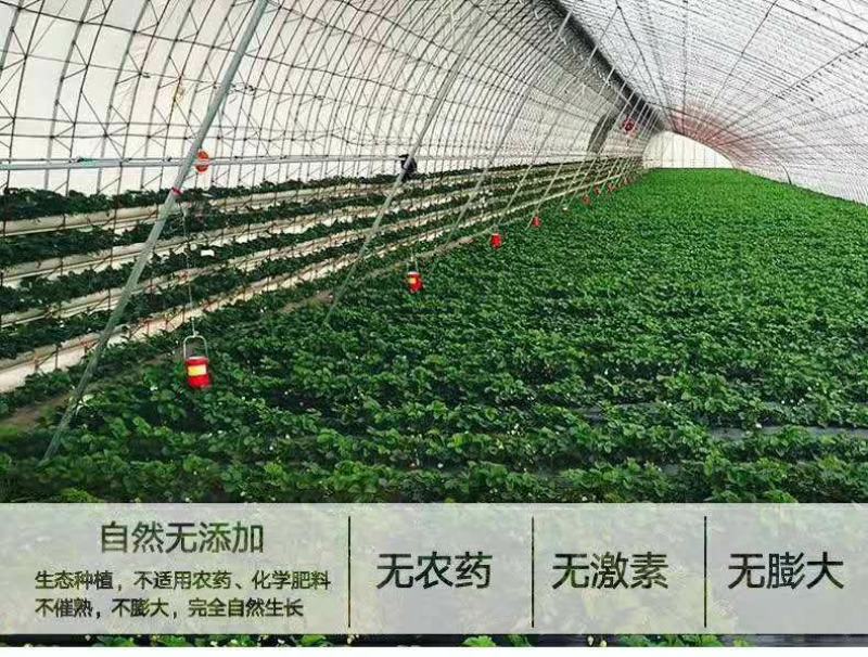 正宗的丹东久久草莓【锦洋蔬果合作社】只做精品草莓