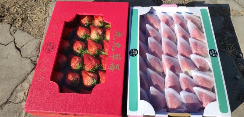 正宗的丹东久久草莓【锦洋蔬果合作社】只做精品草莓