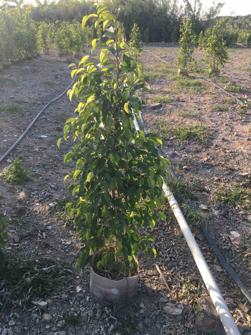 高度1米～3米高垂叶榕各种规格基地大量现货