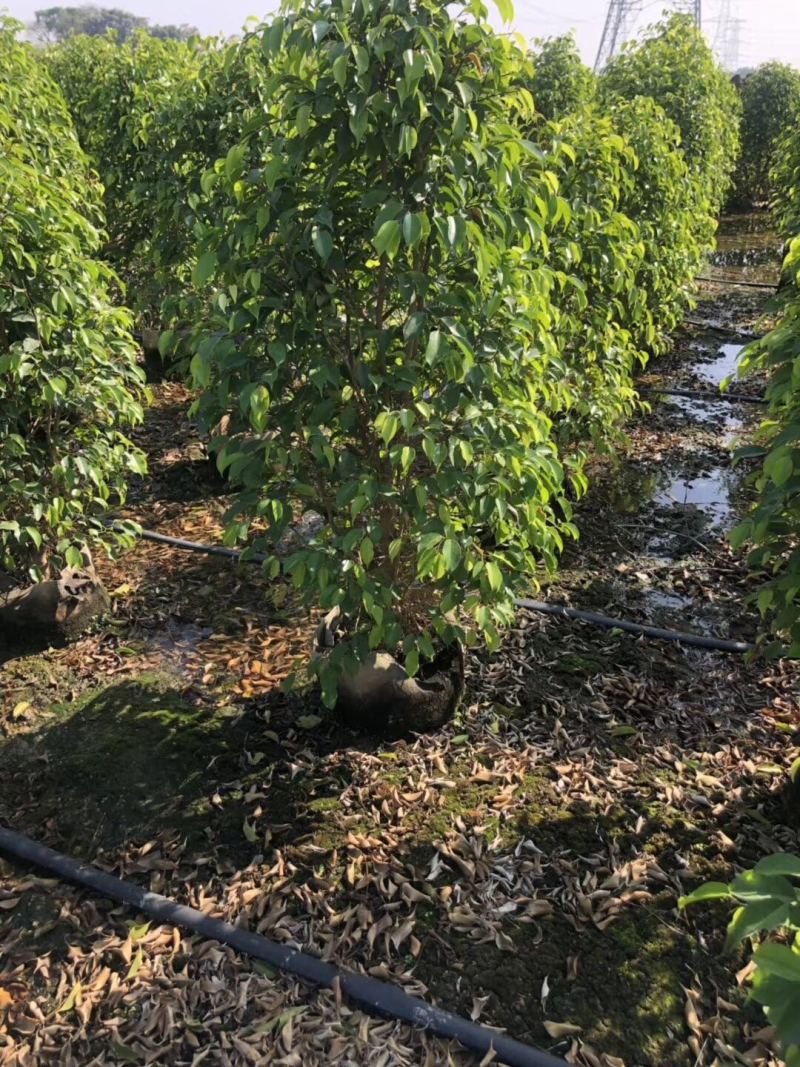 高度1米～3米高垂叶榕各种规格基地大量现货