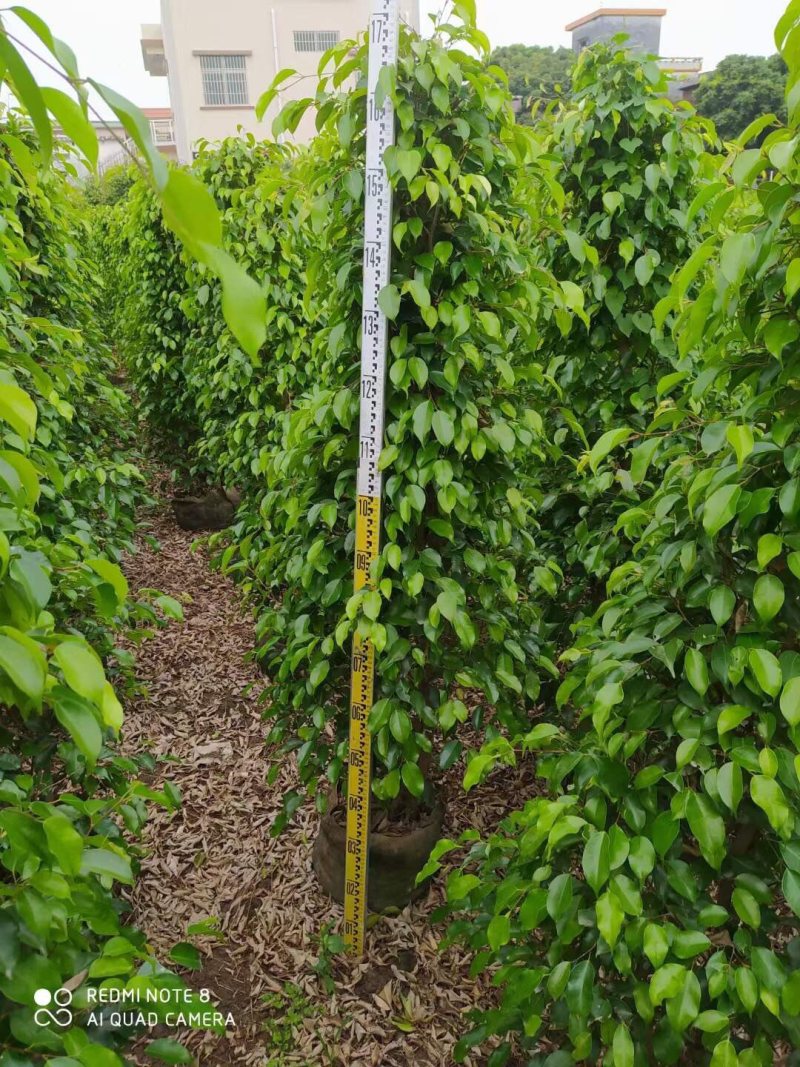 高度1米～3米高垂叶榕各种规格基地大量现货