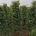 高度1米～3米高垂叶榕各种规格基地大量现货