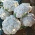 福建漳浦有机花菜，青梗松花菜，小米松花菜。
