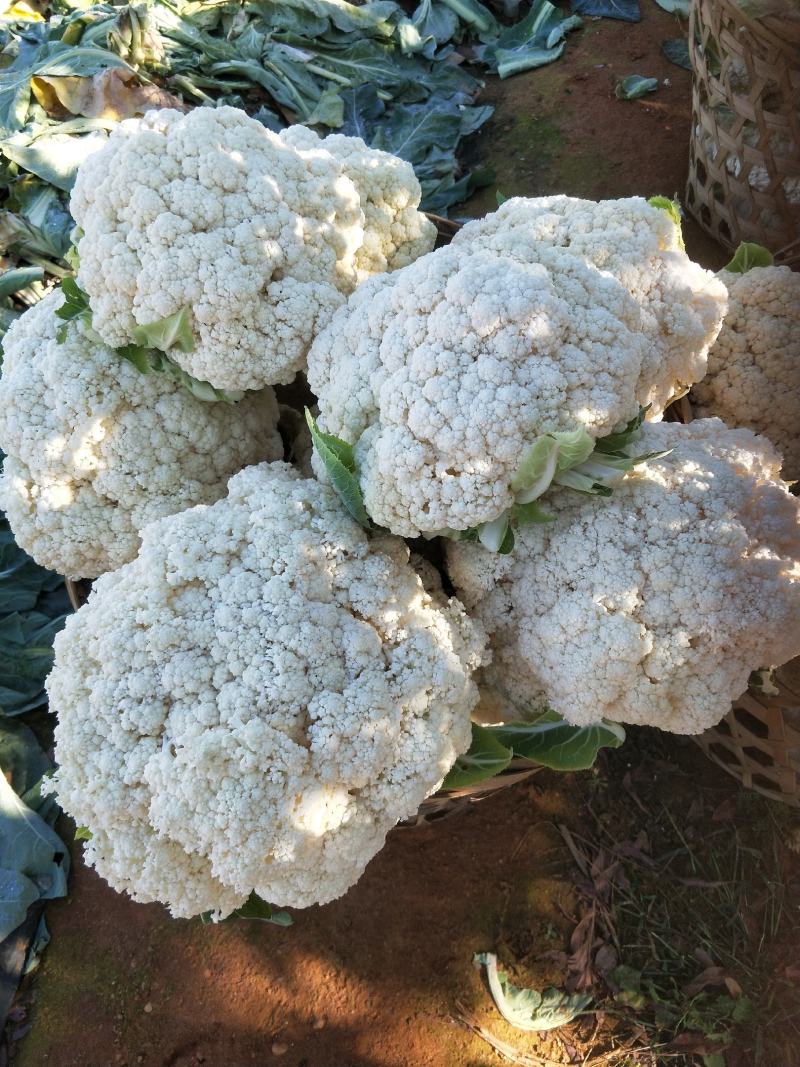 福建漳浦有机花菜，青梗松花菜，小米松花菜。