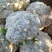 福建漳浦有机花菜，青梗松花菜，小米松花菜。