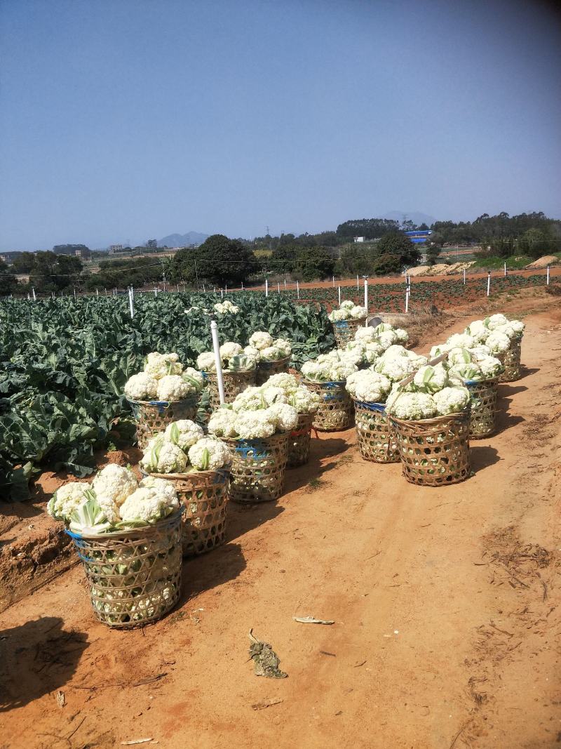 福建漳浦有机花菜，青梗松花菜，小米松花菜。