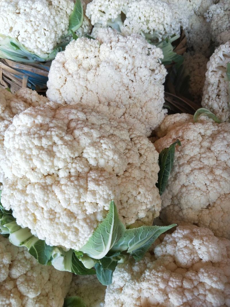 福建漳浦有机花菜，青梗松花菜，小米松花菜。