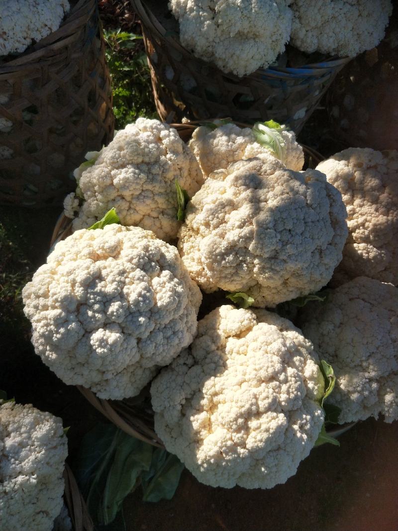 福建漳浦有机花菜，青梗松花菜，小米松花菜。