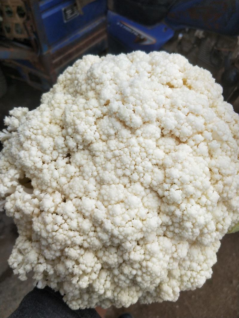 福建漳浦有机花菜，青梗松花菜，小米松花菜。