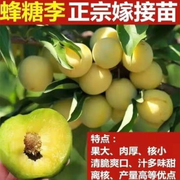 蜂糖李子树苗李子苗嫁接苗南方北方种植