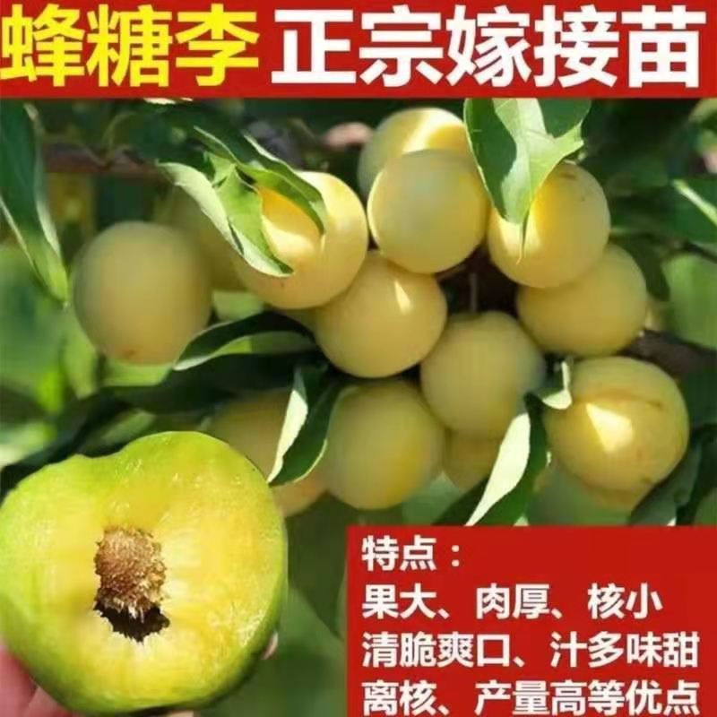 蜂糖李子树苗李子苗嫁接苗南方北方种植