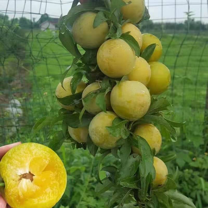 蜂糖李子树苗李子苗嫁接苗南方北方种植