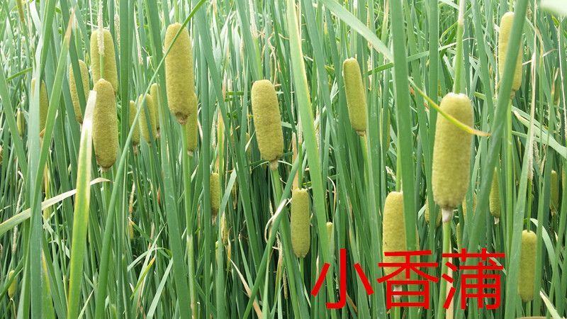 水生花卉苗再力花苗常绿鸢尾梭鱼草.再力花.凤眼莲.水生鸢尾等