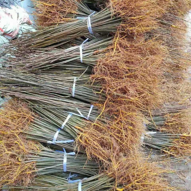 黄柏苗黄柏树黄柏树苗剥皮卖树苗批发苗圃直发