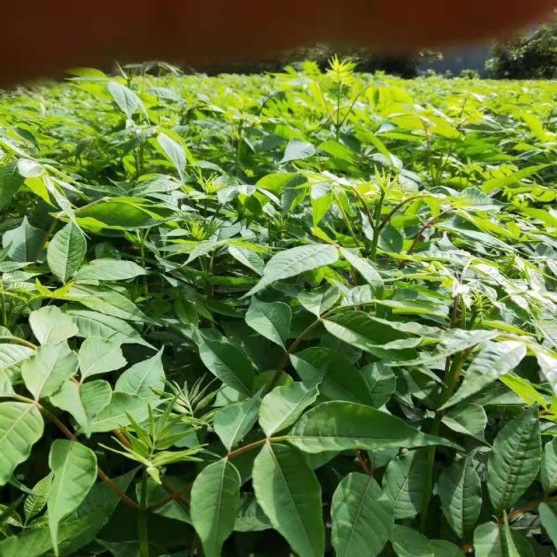 黄柏苗黄柏树黄柏树苗剥皮卖树苗批发苗圃直发