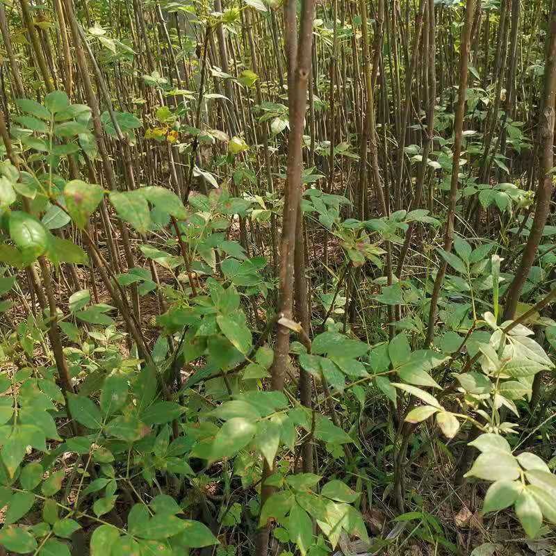 黄柏苗黄柏树黄柏树苗剥皮卖树苗批发苗圃直发