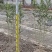 夹竹桃高度60到150各种规格基地大量现货