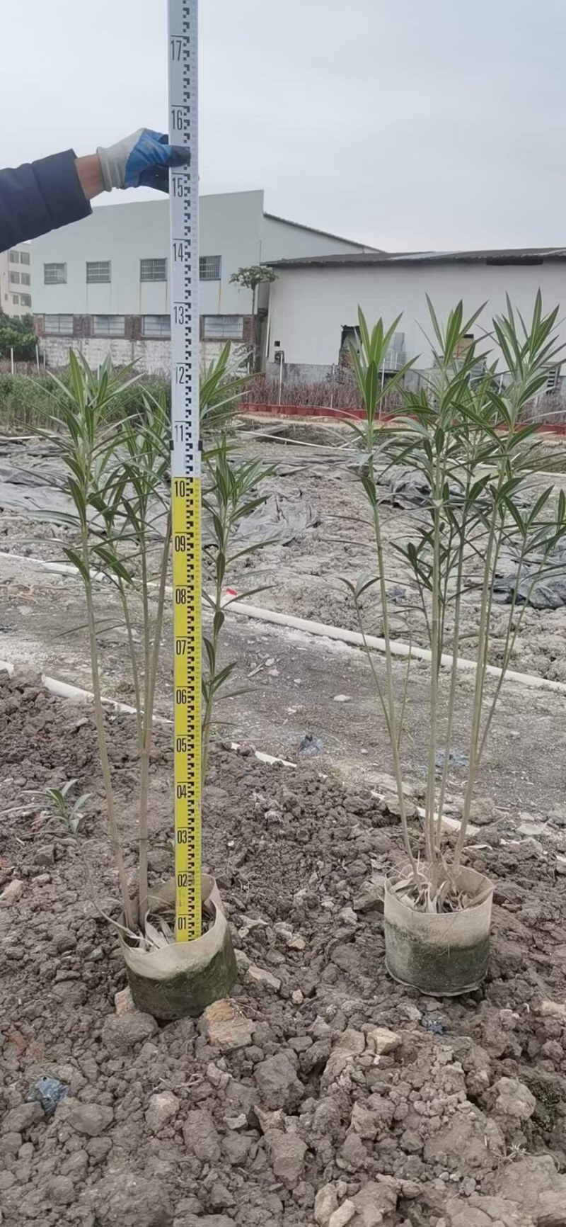 夹竹桃高度60到150各种规格基地大量现货