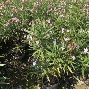 夹竹桃高度60到150各种规格基地大量现货