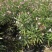 夹竹桃高度60到150各种规格基地大量现货