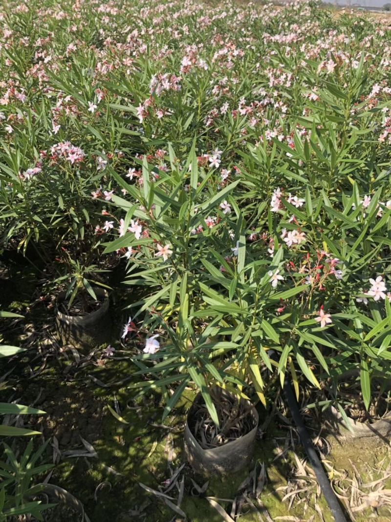 夹竹桃高度60到150各种规格基地大量现货