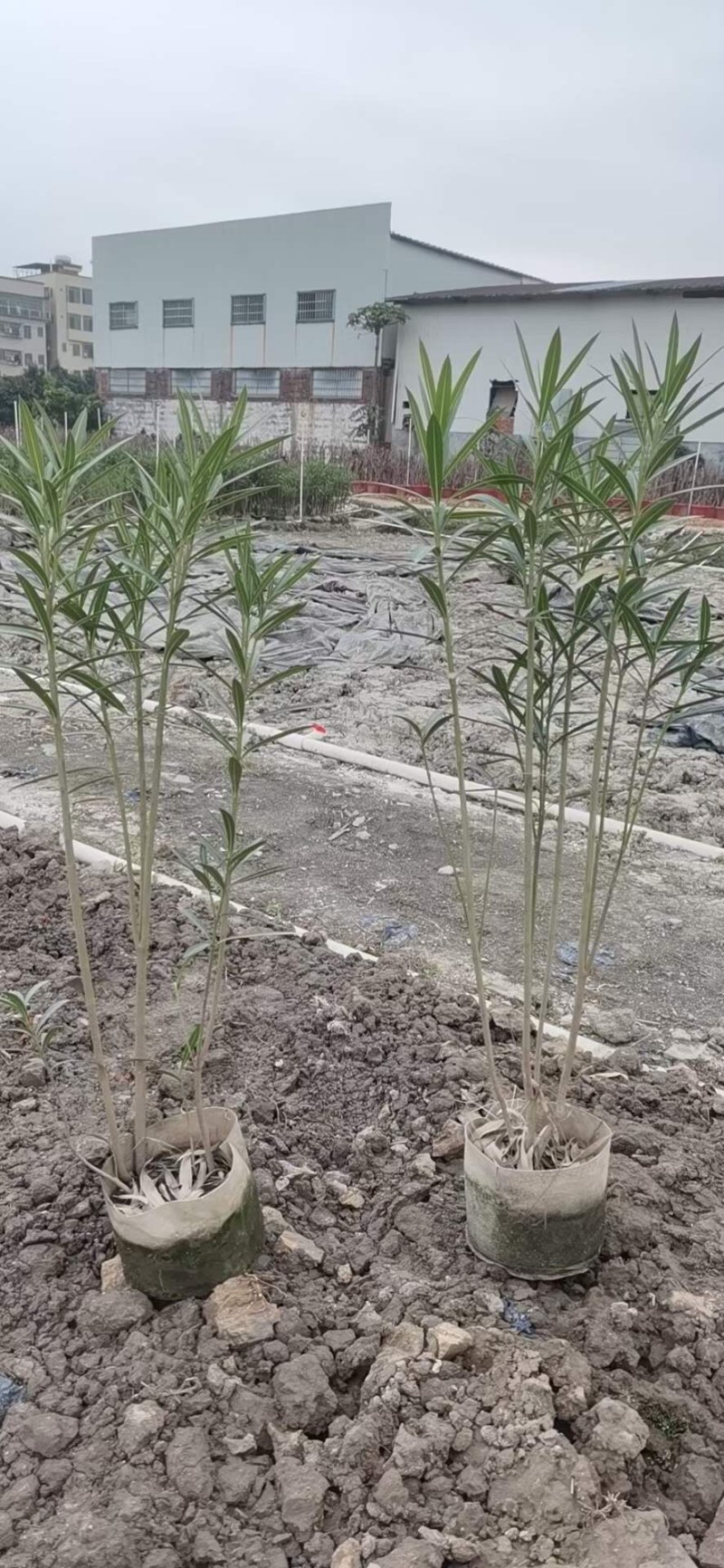夹竹桃高度60到150各种规格基地大量现货