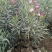 夹竹桃高度60到150各种规格基地大量现货
