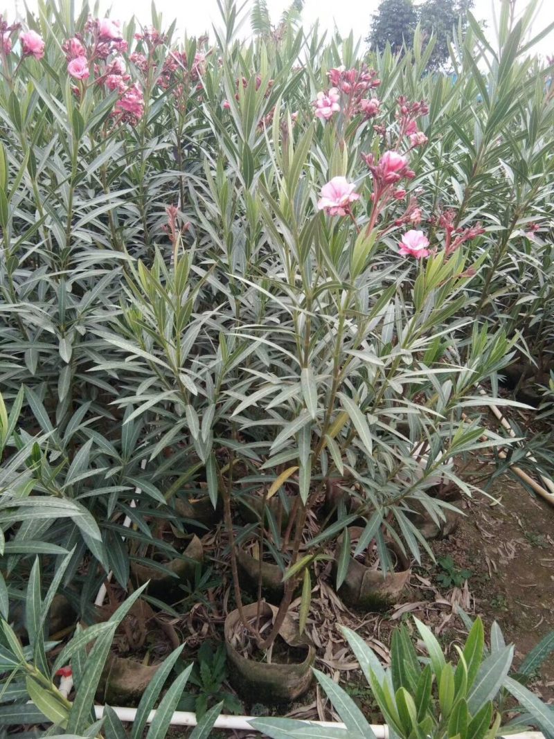 夹竹桃高度60到150各种规格基地大量现货
