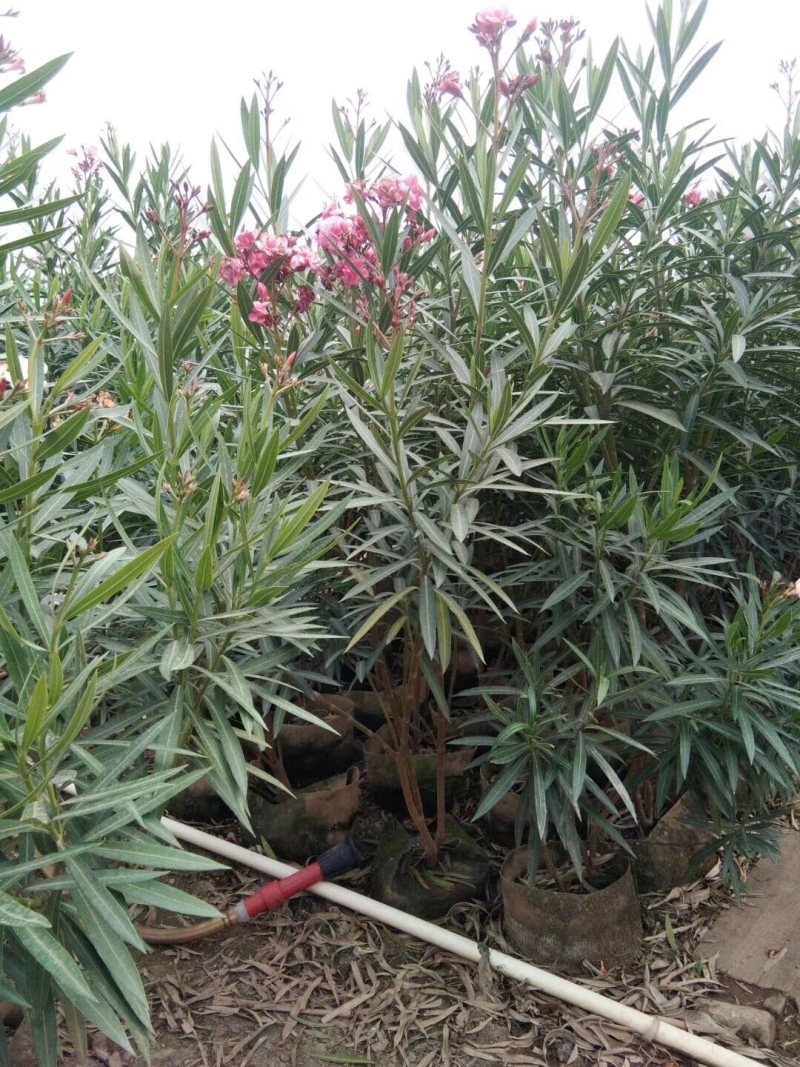 夹竹桃高度60到150各种规格基地大量现货