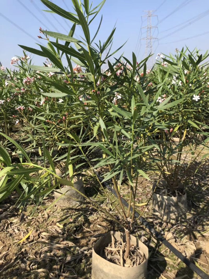 夹竹桃高度60到150各种规格基地大量现货