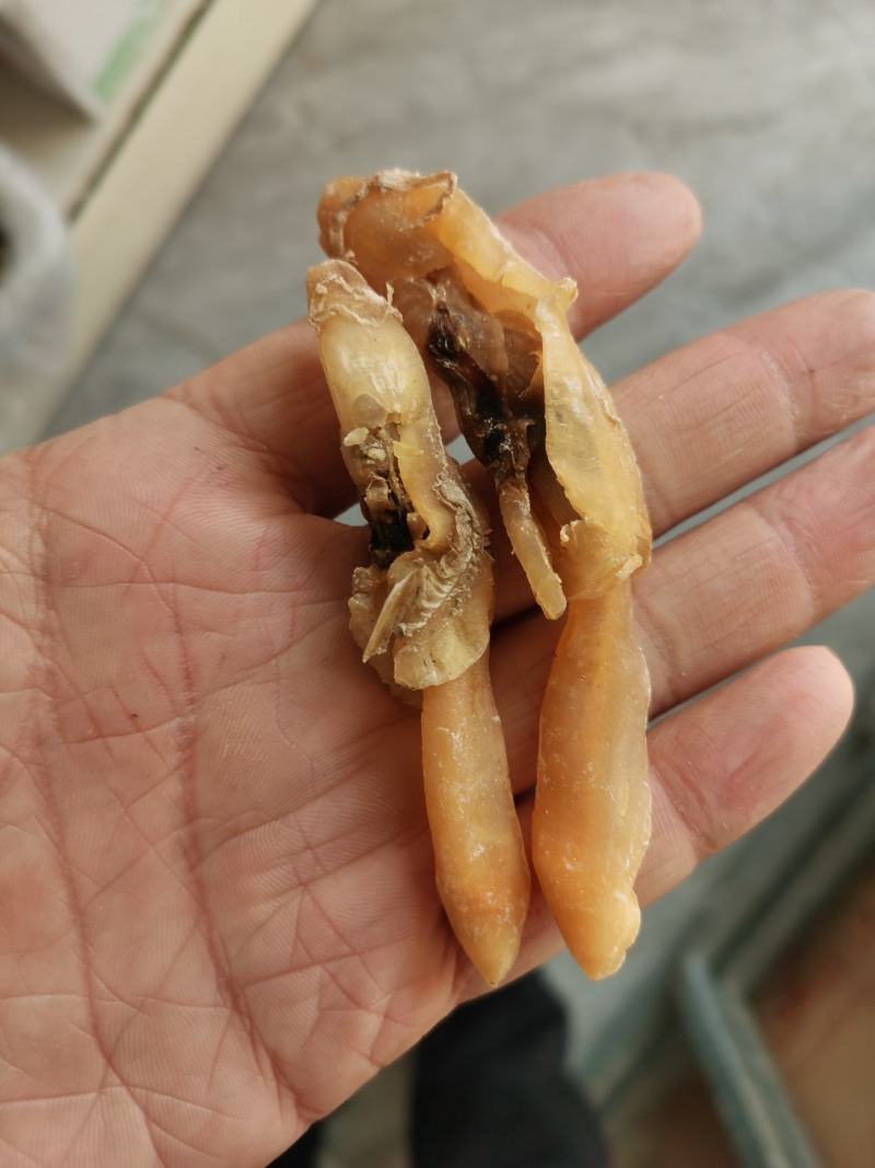 包邮新鲜新晒蛏子干竹节海蛏子肉干海鲜干货蛏子干