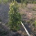 垂叶榕高度1米到3米高基地大量现货供应，欢迎各位客户咨询