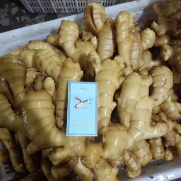 精品大黄姜批发质量保证产地直销货源充足全国发货