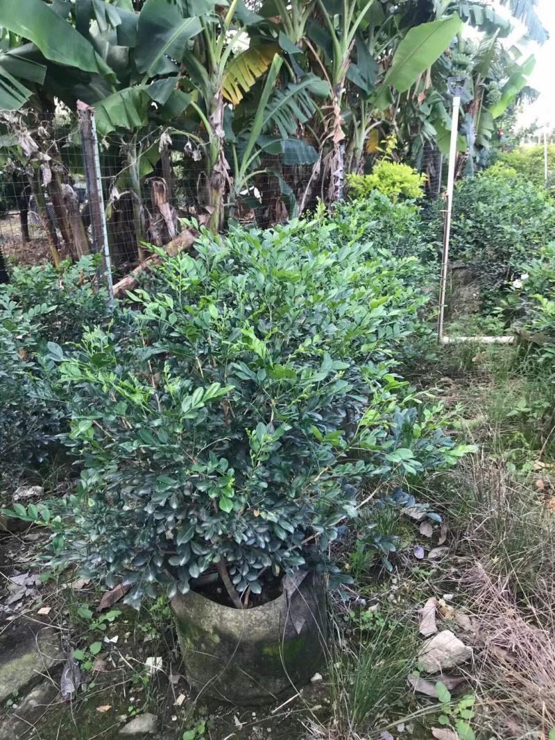 九里香球高度40到120各种规格基地大量现货
