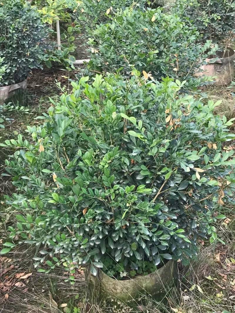 九里香球高度40到120各种规格基地大量现货