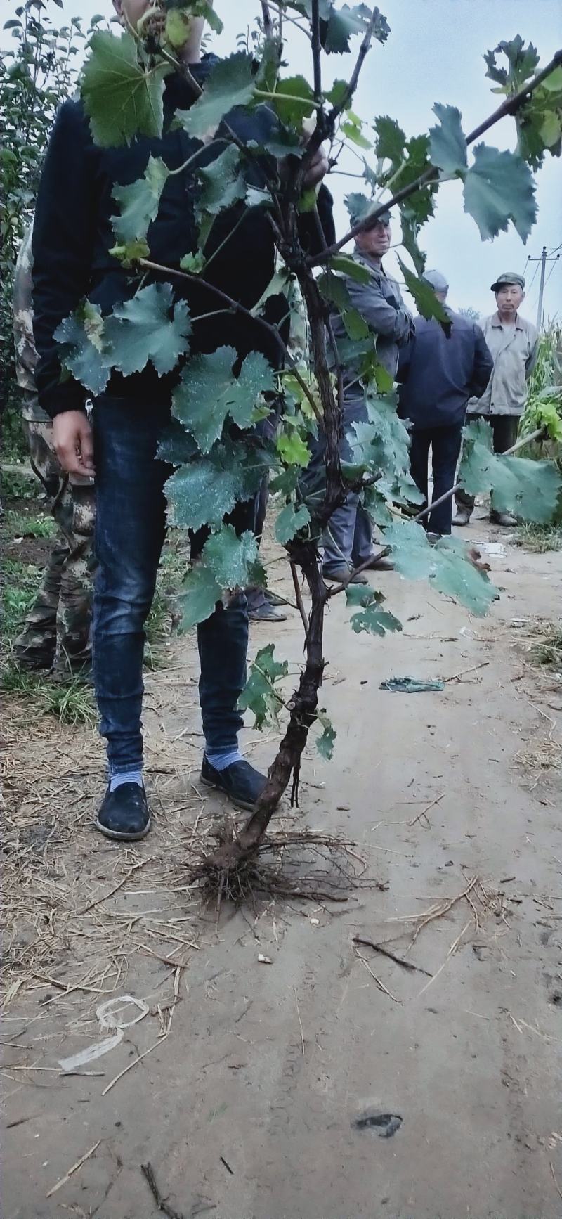 占地葡萄树，大葡萄苗，3到5公分，隔年结果
