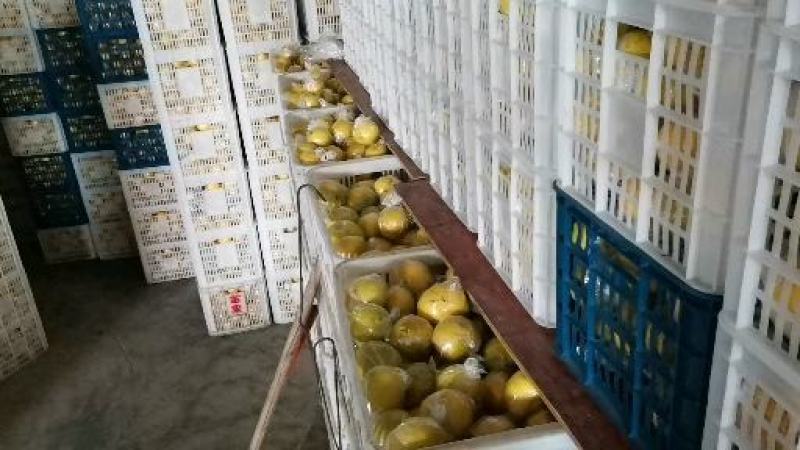 怀化黄金甜贡柚高山橘柚味甜多汁当季新鲜果一件也是批发价