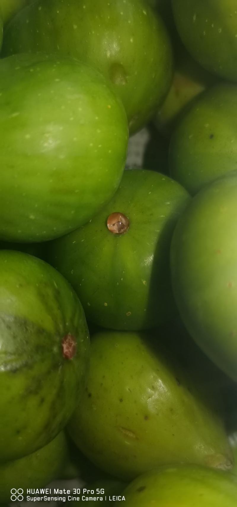 威海青皮无花果，专业