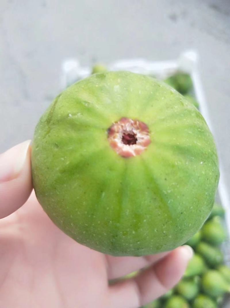 威海青皮无花果，专业