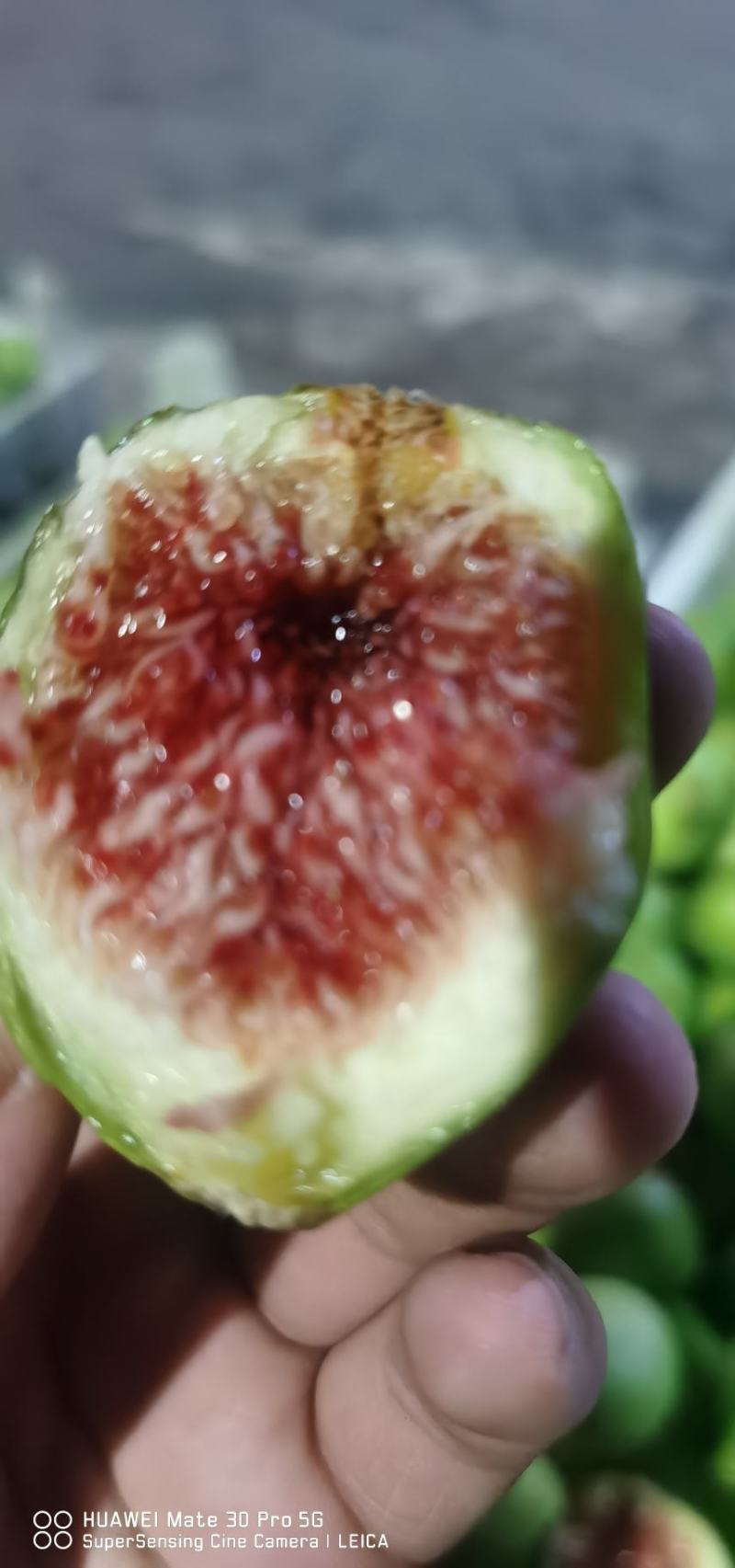 威海青皮无花果，专业