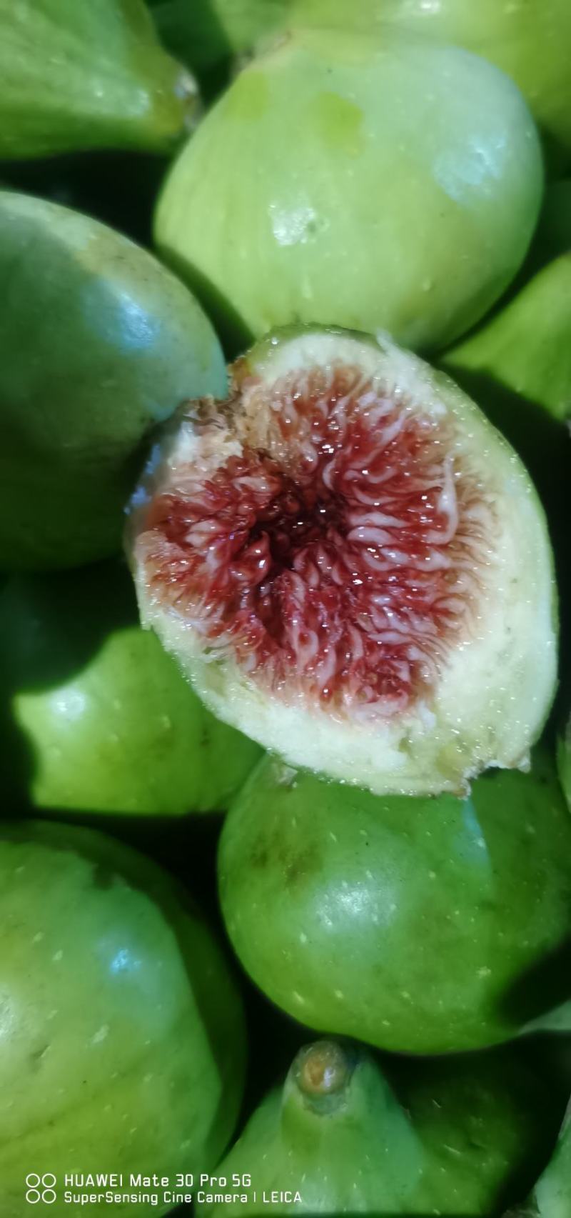 威海青皮无花果，专业