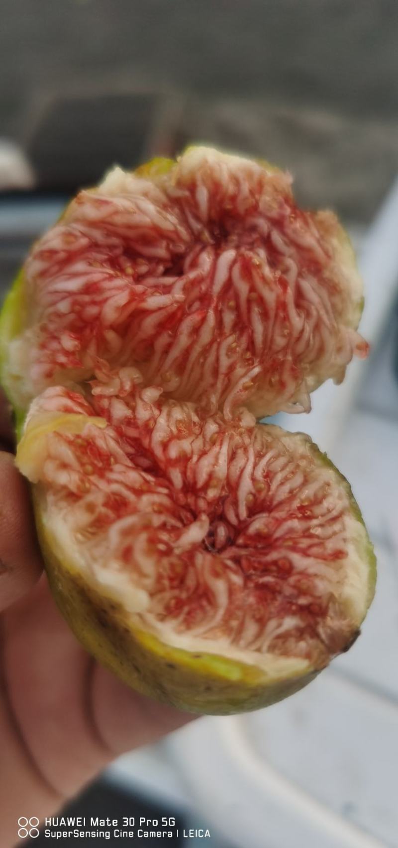 威海青皮无花果，专业