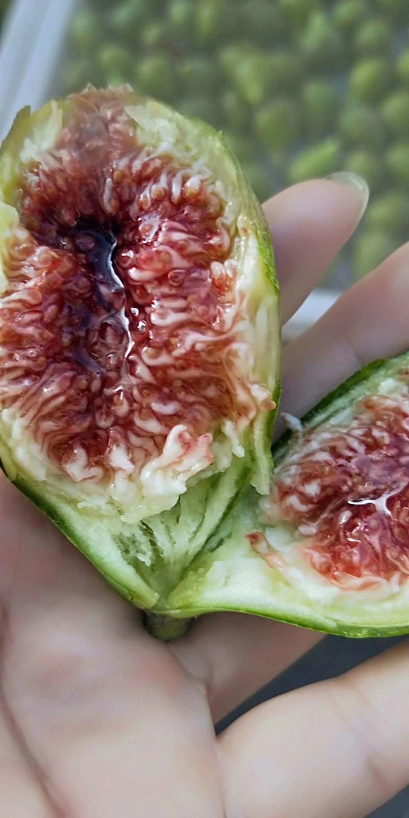 威海青皮无花果，专业